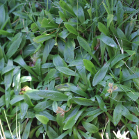 Primula_integrifolia