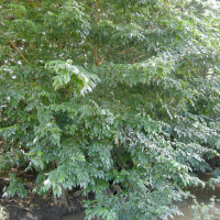 Pterocarpus officinalis (Pterocarpus)