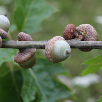 quercus_rubra6md