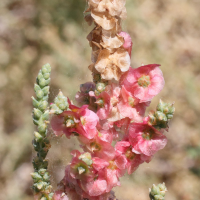 salsola_vermiculata2md