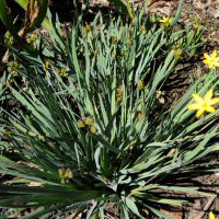 sisyrinchium_californicum1md (Sisyrinchium californicum)