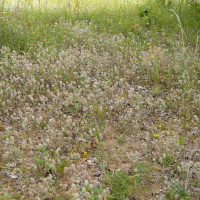 Trifolium arvense (Trèfle des champs)