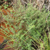 Ammannia multiflora (Ammannia)