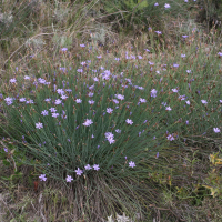 Aphyllanthes monspeliensis (Aphyllanthe de Montpellier)