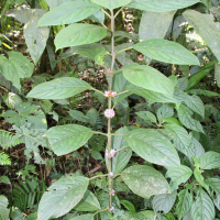Besleria notabilis (Besleria)