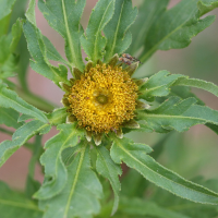 bidens_radiata2bd (Bidens radiata)