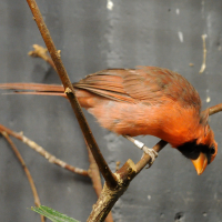 Cardinalis cardinalis (Cardinal rouge)