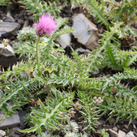 Carduus medius (Chardon intermédiaire)