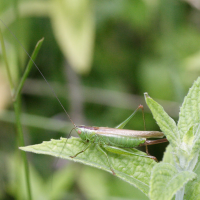 conocephalus_fuscus2md (Conocephalus fuscus)