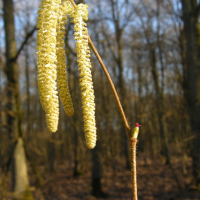 corylus_avellana3amd (Corylus avellana)