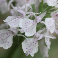 dactylorhiza_maculata6md (Dactylorhiza maculata)