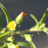 dittrichia_graveolens4md (Dittrichia graveolens)