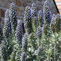 echium_candicans1bmd (Echium candicans)