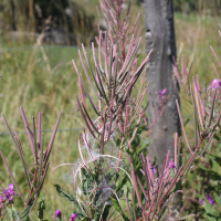 epilobium_angustifolium4md (Epilobium angustifolium ssp. angustifolium)