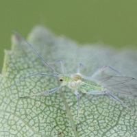 euceraphis_betulae2md (Euceraphis betulae)