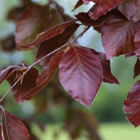 Fagus_sylvatica rubra