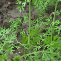 Fumaria_officinalis officinalis