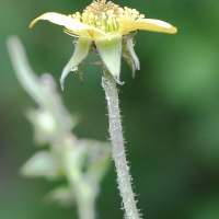 geum_urbanum6md