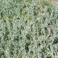 Heliotropium curassavicum (Héliotrope de Curaçao)