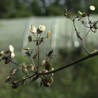 heracleum_sphondylium5md