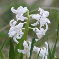 hyacinthus_orientalis2md