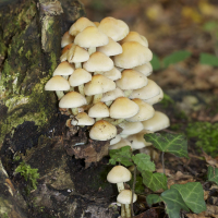 hypholoma_fasciculare3md