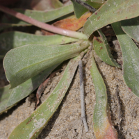 limonium_auriculiursifolium2md