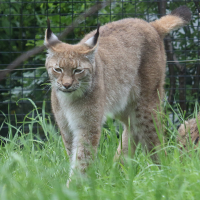 Lynx_lynx