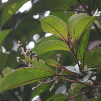 miconia_mirabilis6bd