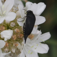 Mordella holomelaena (Mordelle noire)
