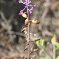 muscari_weissii2md