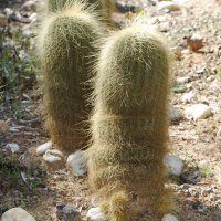 Notocactus leninghausii (Notocactus)