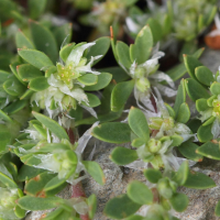 Paronychia_polygonifolia