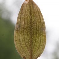 Potamogeton coloratus (Potamot coloré, Potamot plantain)