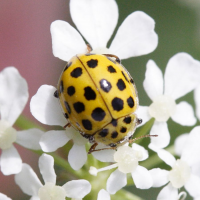 Psyllobora vigintiduopunctata (Coccinelle à 22 points)