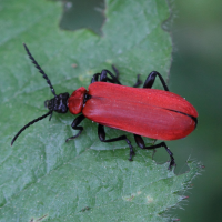 Pyrochroa coccinea (Pyrochroa rouge, Cardinal à tête noire)