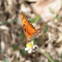 Agraulis_vanillae ssp. vanillae