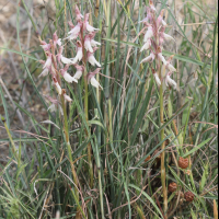 anacamptis_sancta2bd (Anacamptis sancta)