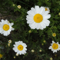 anthemis_maritima5md (Anthemis maritima)