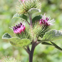 arctium_minus2md (Arctium minus)