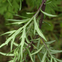 artemisia_vulgaris2cmd (Artemisia vulgaris)