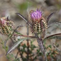 atractylis_cancellata2bd (Atractylis cancellata)