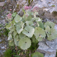Adenostyles leucophylla (Adénostyle à feuilles blanches)
