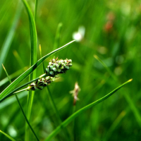 Carex bicolor (Laîche bicolore)