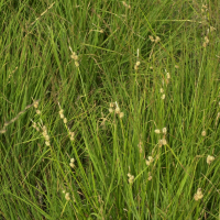 Carex demissa (Laîche vert jaunâtre)