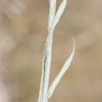 centaurea_solstitialis2md (Centaurea solstitialis)