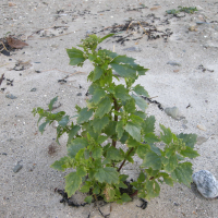 chenopodium_rubrum1md