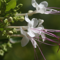 Clerodendrum aculeatum (Clérodendron)
