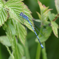 coenagrion_puella3bd (Coenagrion puella)