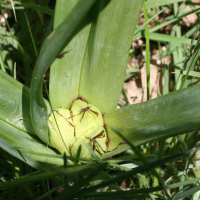 colchicum_autumnale4md